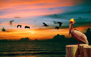 Alpha Coders | Wallpaper Abyss Everything Birds Animal Pelican 329671