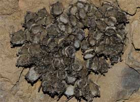 Kinds of Candy That Comes in Circular Pieces