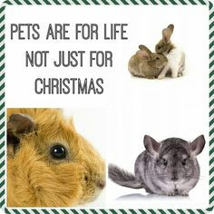 Pets are for life, not just for Christmas. This is just a reminder. :)