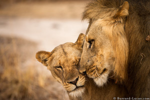 Lion Love