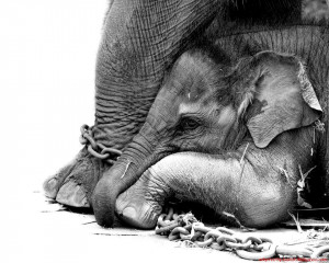 Circus Animal Cruelty Quotes