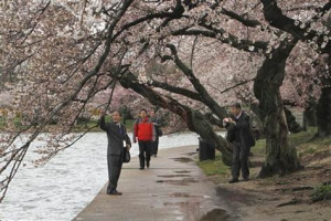 Cherry blossom events begin with solemn tribute in D.C.