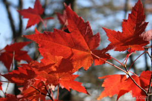 ... Pictures: Quotes To Write In A Sympathy Card With Red Leaf In The Tree