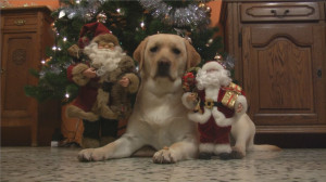 Funny Labrador Inspects Santa Claus! Adorable Lab Video! - Labrador ...