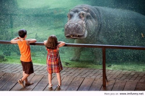 Hippo vs Kids / Funny Pictures, Funny Quotes – Photos, Quotes, Im...