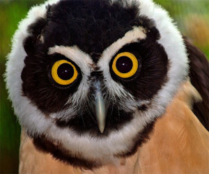 Related Pictures owl eyes in the great gatsby quotes