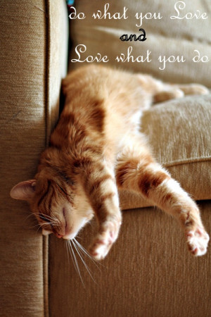 Cute Cat Quotes Tumblr Cat Cute Edit Girl Heart Love