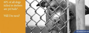 Animals : Pitbull Will I Be Next Facebook Timeline Cover