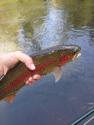 Thanks Clark, me to, and here's a macro shot of an increasingly rare ...