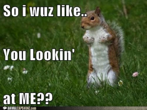 96b3a_funny-animal-captions-no-one-messes-with-this-squirrel