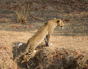 Thread: Hunting leopard