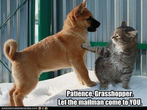 ... http://files.walerian.info/file/Funny/Animals/patience-grasshopper.jpg