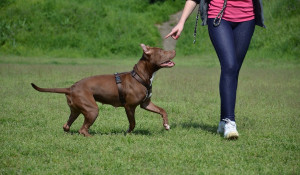 Pitbull Dog Quotes Positive 6 tips on pit bull training