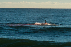 of a Great White attacking a seal, 100 yards off the shore of Cape Cod ...