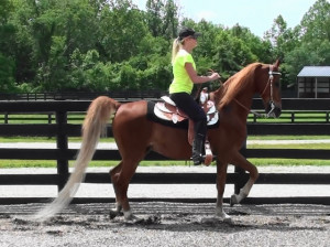 American Saddlebred Pleasure Horses for Sale