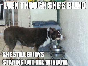 Even though she’s blind… she still enjoys staring out the window