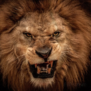 Close-Up Shot Of Roaring Lion Premium Poster