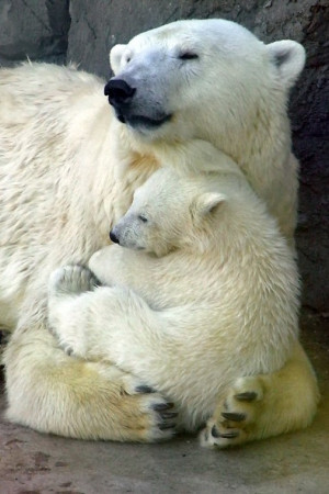 want a bear i want a little cub to raise as my own and snuggle with ...