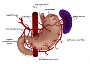 Left Gastric Artery Anatomy
