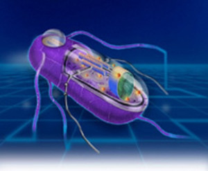 Synthetic Biology Technology : Synthetic Biology – A Possible Future ...