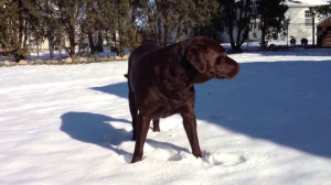 Labrador Retriever Licks The Snow! Funny Lab Video!