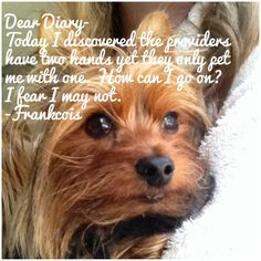 ... thoughts dear diary yorkie style dog meme more dogs memes dog memes 2