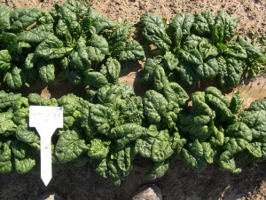 Spinach Varieties