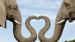 Heart Shaped Nose Elephant Couple | 1920 x 1080 | Download | Close