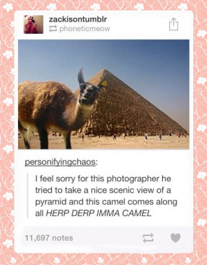 Funny Animal Quotes Camel