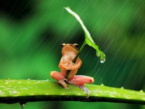 Funny Frog On Rain Wallpaper