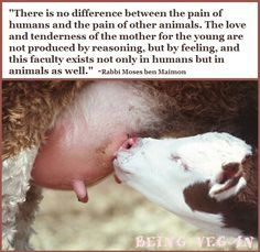 LOVE Animals..DON'T EAT them!!