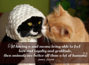 Fantastic Photos With Quotes About Pets