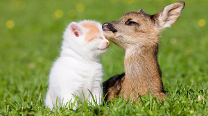 Cute Animals Friendship Images Background HD Wallpaper Cute Animals ...