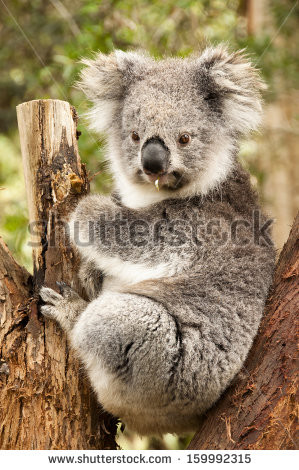 Related Pictures images of koala bears pictures photos images ...