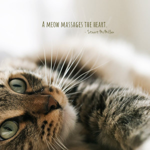 ... meow massages the heart.