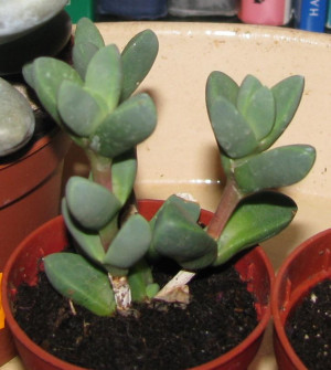 Identify Succulent Plant Identification