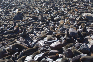 Cape Cross Seal Colony