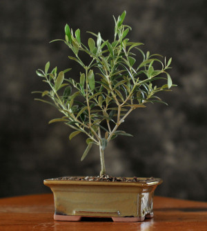 bonsai tree olive tree jpg