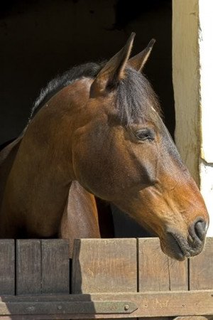 view original image )