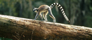 funny lemur funny lemur