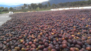 Antigua Natural process coffee farm photos II-win_20150214_111021.jpg