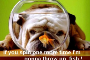 Funny Bulldog And Fish Tank Pics