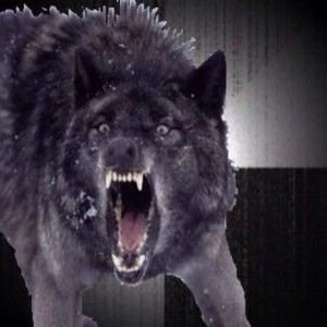 Related Pictures insanity wolf music quotes 230 x 480 19 kb jpeg