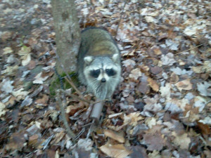 traps and coons. got 2