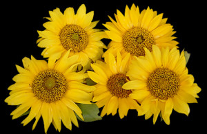 Posted by Doina at 6:22 PM