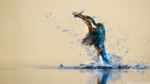 Water Bird Kingfisher Wallpaper