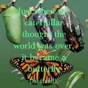 Caterpillar to butterfly effect