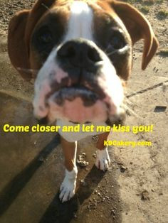 Funny Boxer Dog Quotes Kiss, lip, boxer quotes, dog