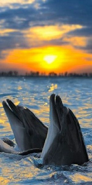 Dolphins playing at the sunset CLICK THIS PIN if you want to learn how ...