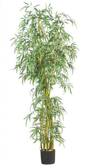 Bamboo Plant Johnley...